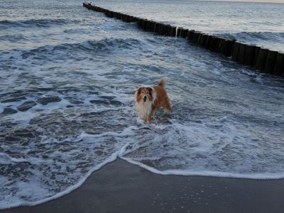 Urlaub mit Hund